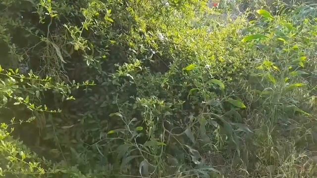 Гадкий но красивый Ароник Диско. Stunk!#сад #мандрагора #море#горы#прогулка#Revie