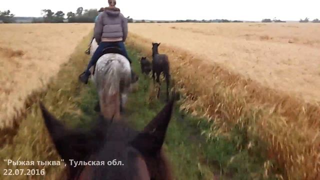 Riding andalusian horses in wheat fields смотреть онлайн