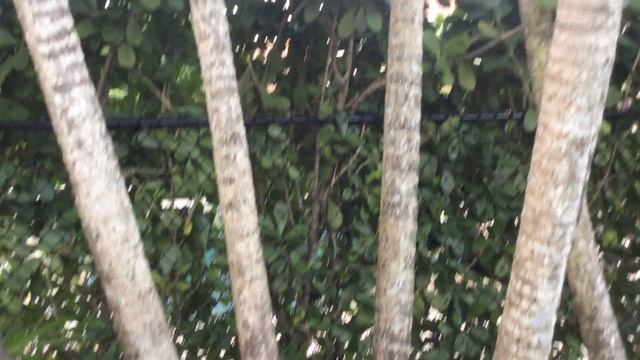 PS011 - Areca Palm Tree - Chrysalidocarpus Lutescens - Maintaining Areca Area - December 18, 2020