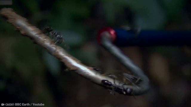 8 Most Dangerous Animals in the Amazon Rainforest смотреть онлайн