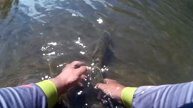 Голавль малой реки - ловля на блёсна смотреть онлайн