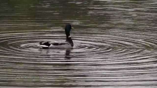 Тихий водоём! Басни Михалкова! смотреть онлайн