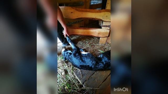 Наконец то отелилась первотелка!