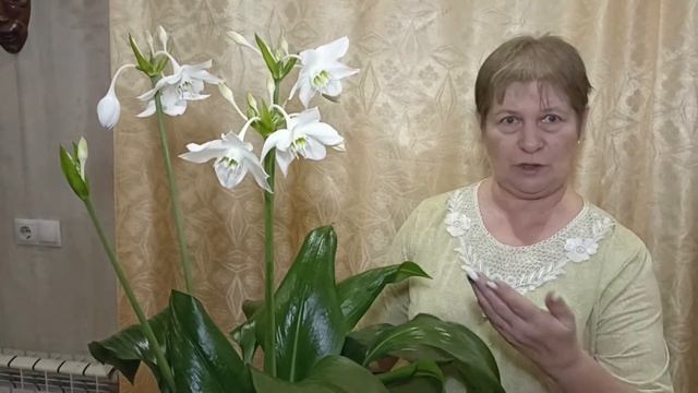 Эухарис Амазонская лилия Уход в домашних условиях смотреть онлайн