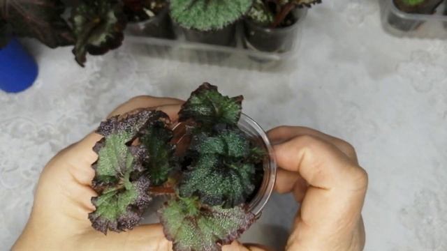 БЕГОНИИ часть 3. Мои малыши. смотреть онлайн