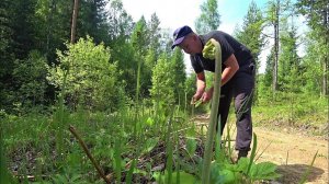 Про первые лесные заготовки, вспашку на дальнем кордоне и домашние дела