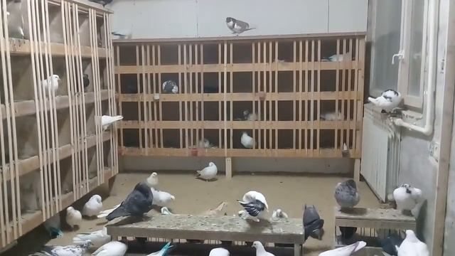 Совет от Гагика 82.Прикормка для голубей.6.02.18г смотреть онлайн