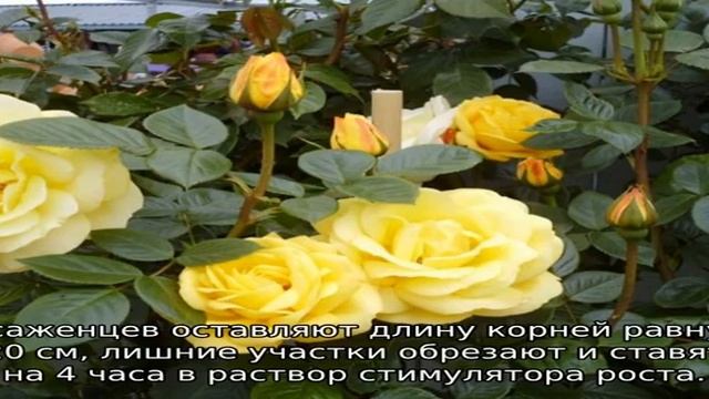 Морозостойкие розы для Сибири смотреть онлайн