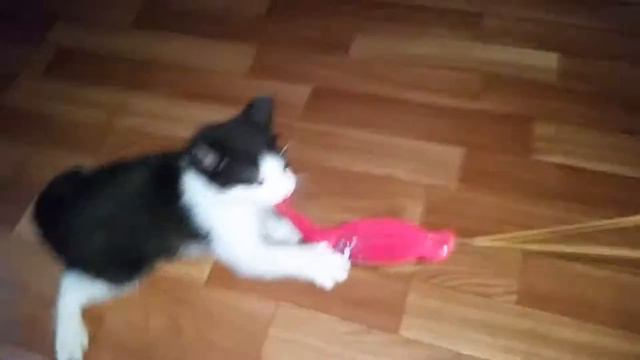 мой шарик!!!не отдам!!! смотреть онлайн