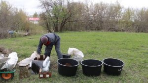 Посадка голубики в контейнеры