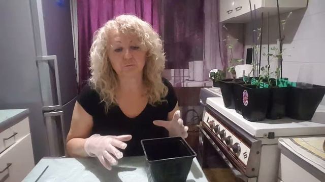 Передержка клематиса  до высадки на участок . Хотите знать всё о клематисах . Clematis Taiga .