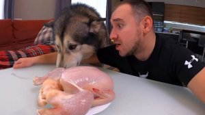 Собаки РУГАЮТСЯ Одни Дома за Курицу