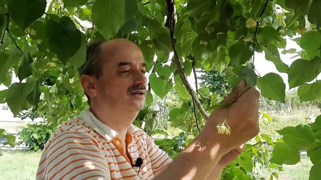 İstanbul'un hazineleri - Ihlamur смотреть онлайн