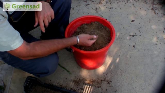 08 - Как правильно укоренять зеленые черенки смотреть онлайн