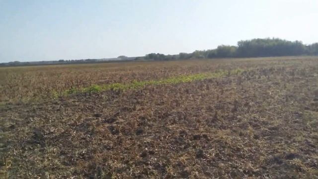 Гербицид Аргумент стар глифосат в паровых полях, результат применения. смотреть онлайн