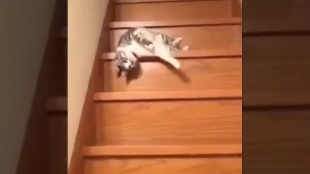 прикол про Диму смотреть онлайн