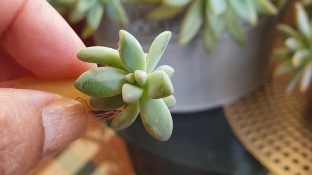 Ghost plant/mother of pearl/Graptopetalum смотреть онлайн