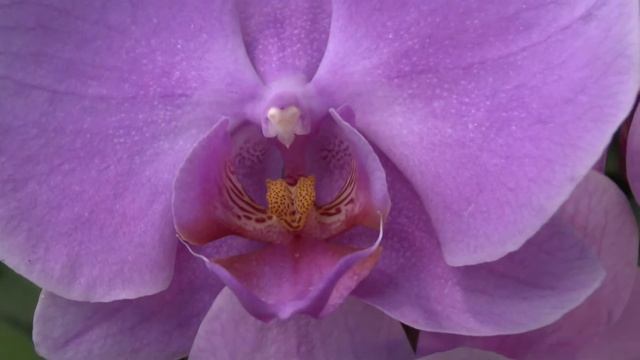 panasonic hc-x900m смотреть онлайн