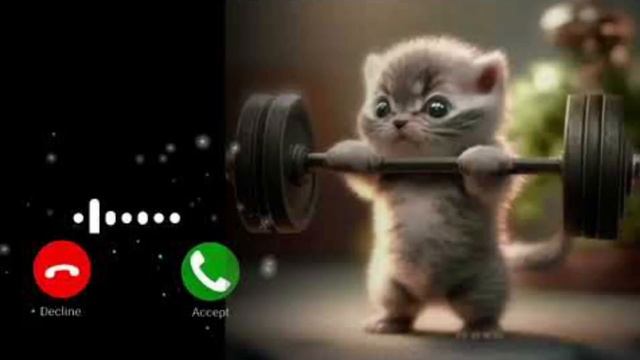 cute cat sms ringtone WhatsApp ringtone ? #ringtone #slowedreverb #ringtone2022 #cat #ringtone2021 смотреть онлайн