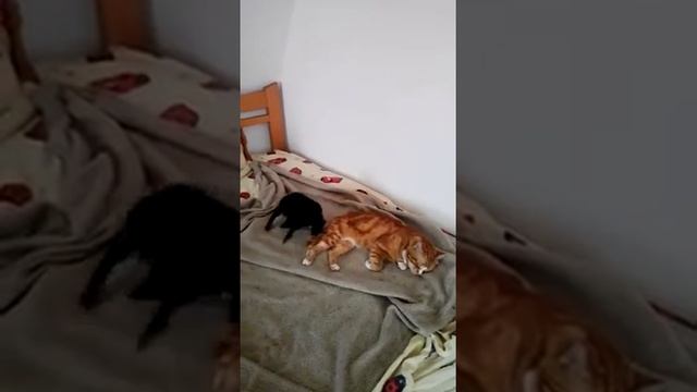 Сон в майскую ночь...Чего только не приснится! смотреть онлайн