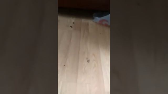 Уничтожение насекомых генератором холодного тумана. Центральная СЭС горячая линия 8 (800) 301-09-98 смотреть онлайн