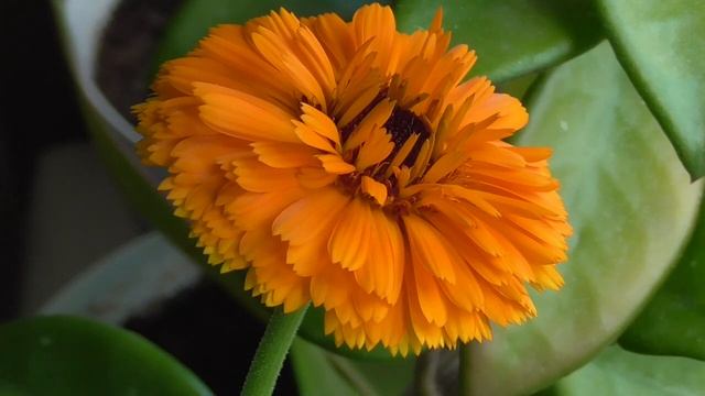 Строительные Палитры