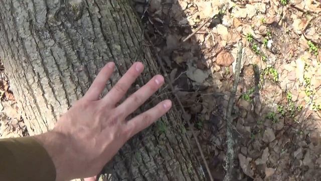 Валежник Липы. Нелегкая Бесплатная липа