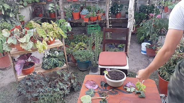 Como reproducir (BEGONIA REX) desde hojas fácil смотреть онлайн