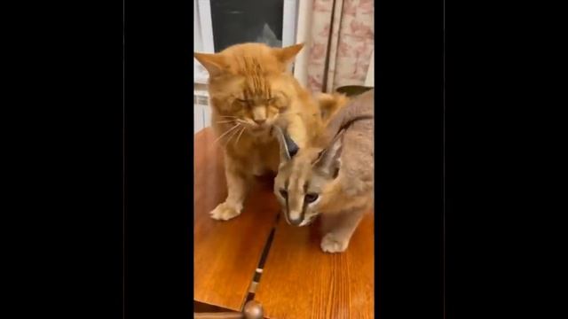 Прикольные коты))) лучшие подборки буржунета! #котики #приколы #врек