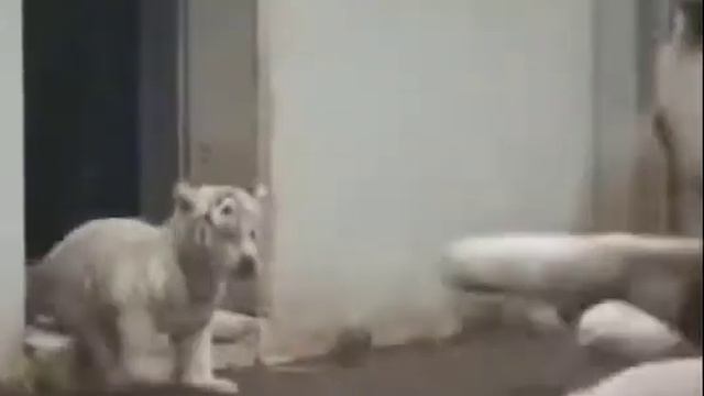 Тигренок испугал маму, реакция тигрицы смотреть онлайн