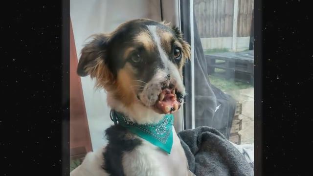 Они нашли ЩЕНКА БЕЗ МОРДЫ в У Ж А С Н О М СОСТОЯНИИ и отнесли на ферму, но там он был уже не нужен смотреть онлайн