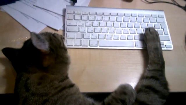 Чешу кошке живот в неявном виде) смотреть онлайн
