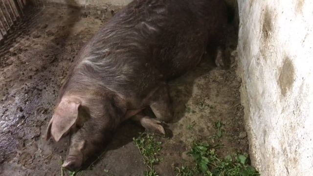 Витамины отстающим в росте поросятам// витамины свиноматкам//профилактика диареи смотреть онлайн