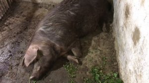 Витамины отстающим в росте поросятам// витамины свиноматкам//профилактика диареи