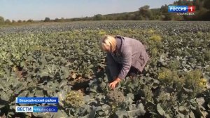 Уборка капусты в Ульяновской области