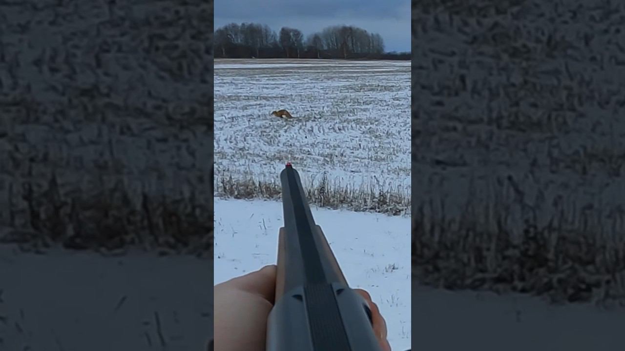 Охота на Лису… #охота #shorts #лиса смотреть онлайн