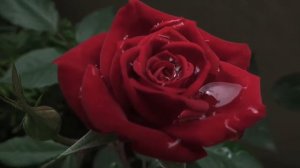 прекрасную музыку от которой слезы сами текут по щекам 🌿 успокойте свой разум! Музыка для души #47