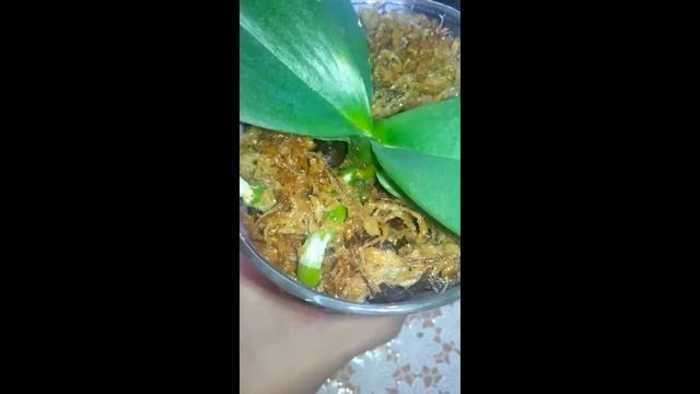 17. Применение МИКОРИЗЫ. Старт эксперимента.... смотреть онлайн