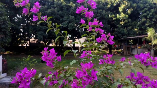 Purple Bougainvillea, Deep Purple Color Bougainvillea, ID - STAR PURPLE, 👌👌👌💕💕💕😃😃🥰🥰👍👍👍💖💖💖 Blue Colo