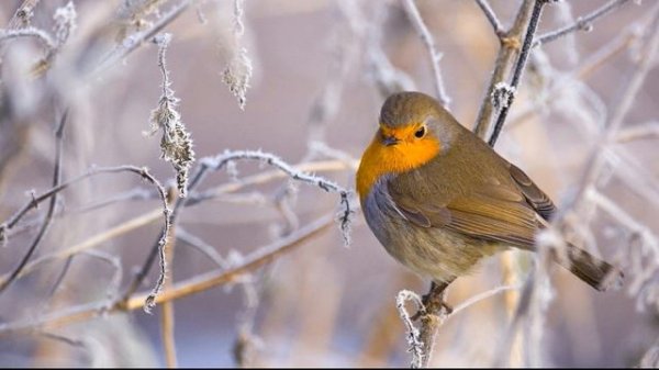 Maria Grinberg - Beethoven - Piano Sonata No 19 in G minor, Op 49