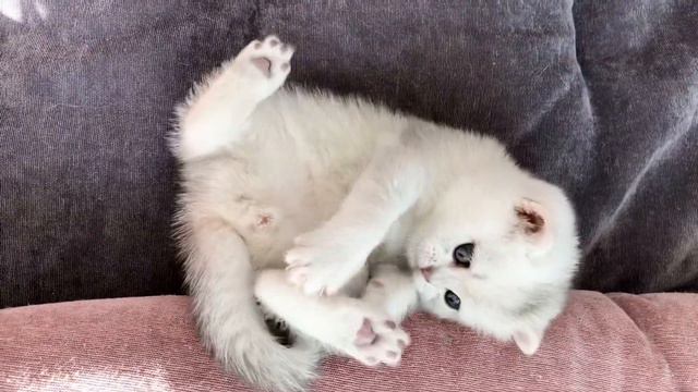 British Magic 💫kitten 😻with blue eyes. Волшебный Британский котёночек с голубыми глазами. смотреть онлайн