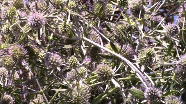 Sea Holly -Thriving Plant Tuesday смотреть онлайн