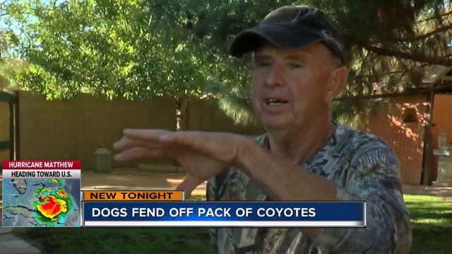 Man and dogs honored for fighting off coyotes смотреть онлайн