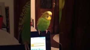 Говорящий папугай Кеша