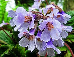 Хаберлея (Нaberlea) РЕЛАКС ТЕРАПИЯ ВАЛЬС ИМПРОВИЗАЦИЯ композитор Виктор Анохин #музыка #piano #цветы