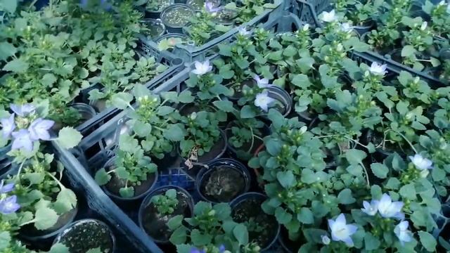 Кампанула жених, невеста и любовник. Обзор. Условия для успешного роста и цветения. смотреть онлайн