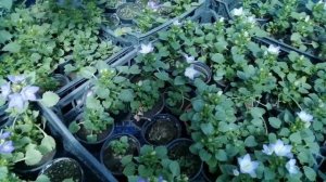 Кампанула жених, невеста и любовник. Обзор. Условия для успешного роста и цветения.