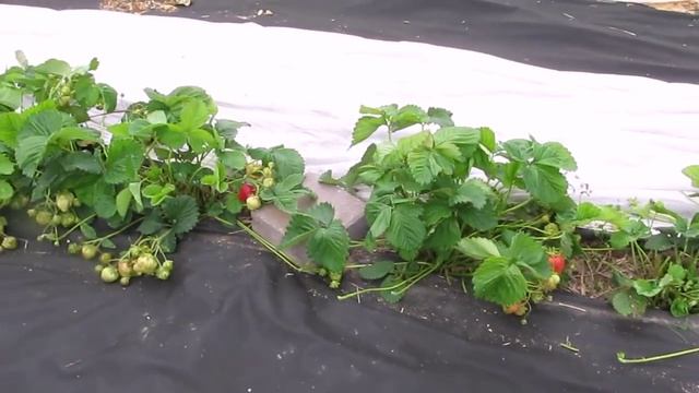 Сорт-гигант Кисс Неллис. Обрезка листвы для лучшего вызревания ягод смотреть онлайн