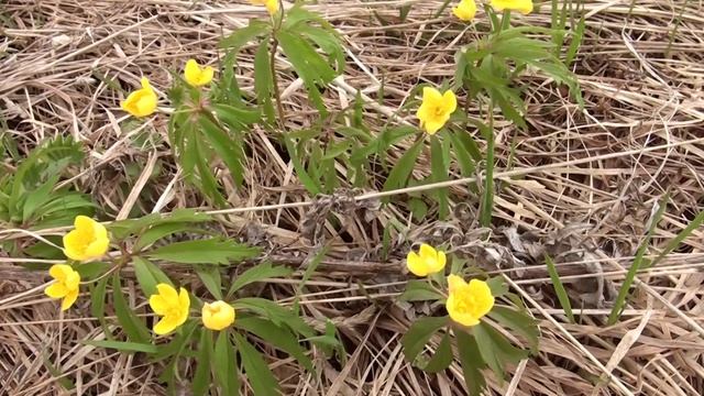 Мы были удивлены этими находками! Коп на заброшенной деревне! Поиск старины с металлоискателем! смотреть онлайн