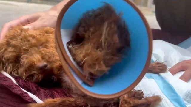 The Twitching Dog Seems To Have Grasped A Life-Saving Straw When Meeting Humans смотреть онлайн